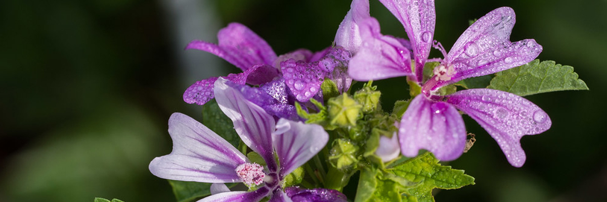 Hollyhock Mallow